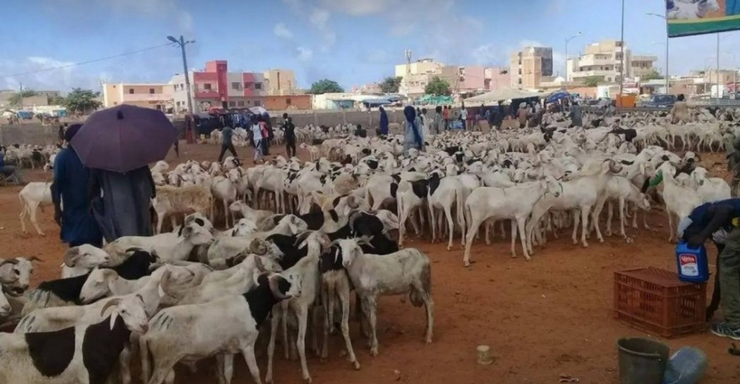 Burkina Faso : Suspension de l'exportation de bétail jusqu'a nouvel ordre