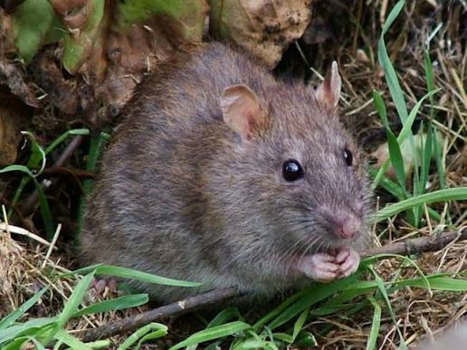 Côte d'Ivoire : Hantavirus, le Gouvernement en alerte après un foyer meurtrier détecté sur un navire de croisière