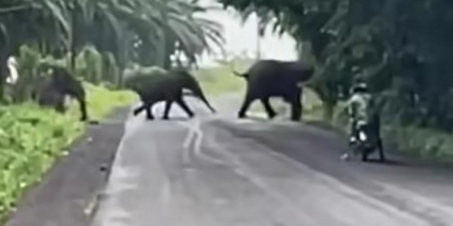 Cameroun : Majestueux à Debunscha, meurtriers à Mindif, ivres à Mayo Galké, plusieurs régions débordées par des éléphants