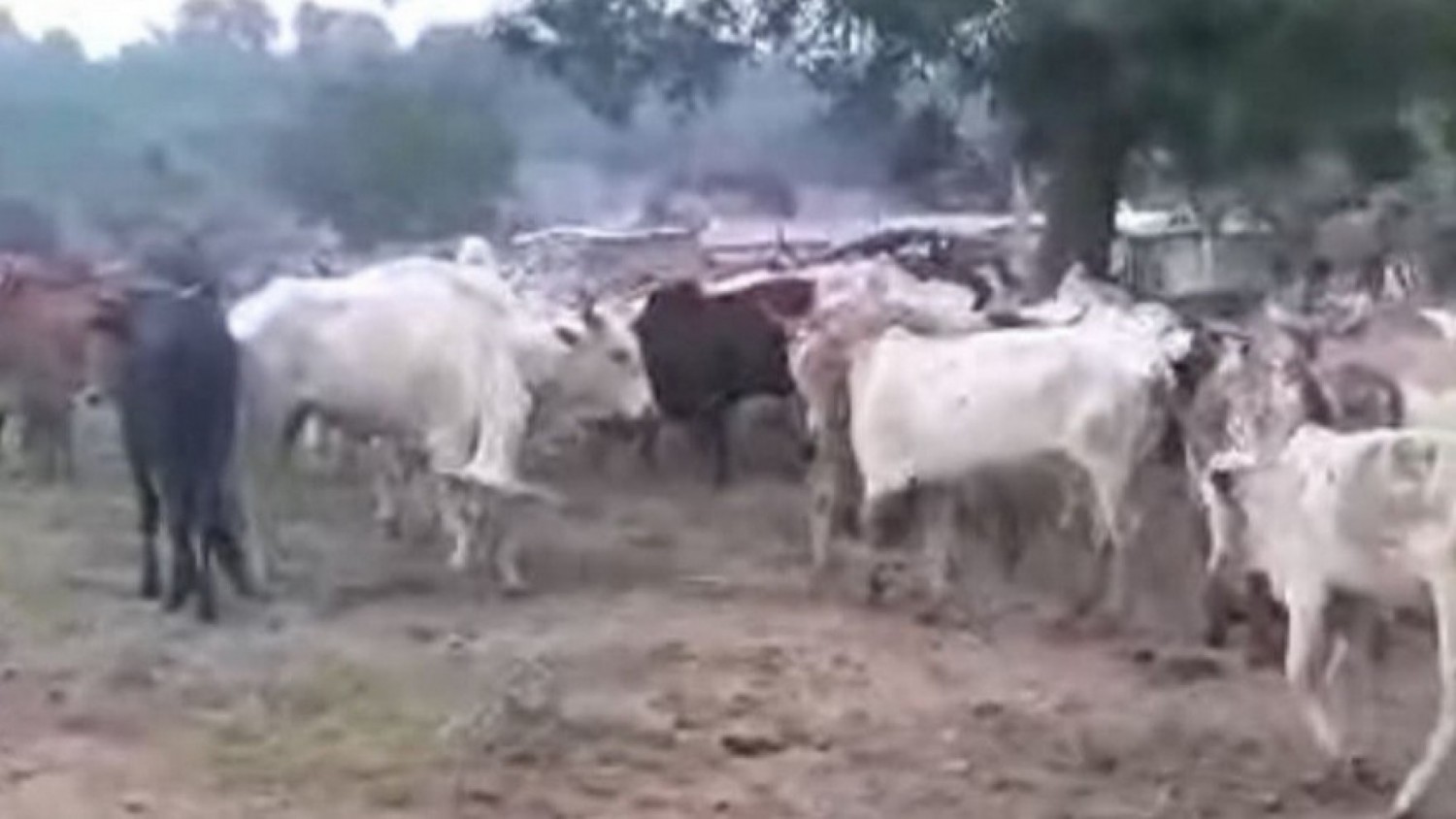 Côte d'Ivoire : Odienné, 115 bœufs volés retrouvés, les présumés voleurs abandonnent leur butin en pleine brousse