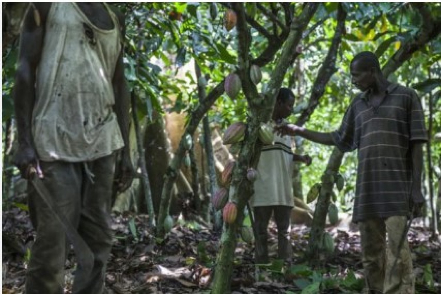 Côte d'Ivoire-Liberia : Des ivoiriens confrontés à des litiges fonciers à la frontière libérienne ont regagné l'ouest du pays