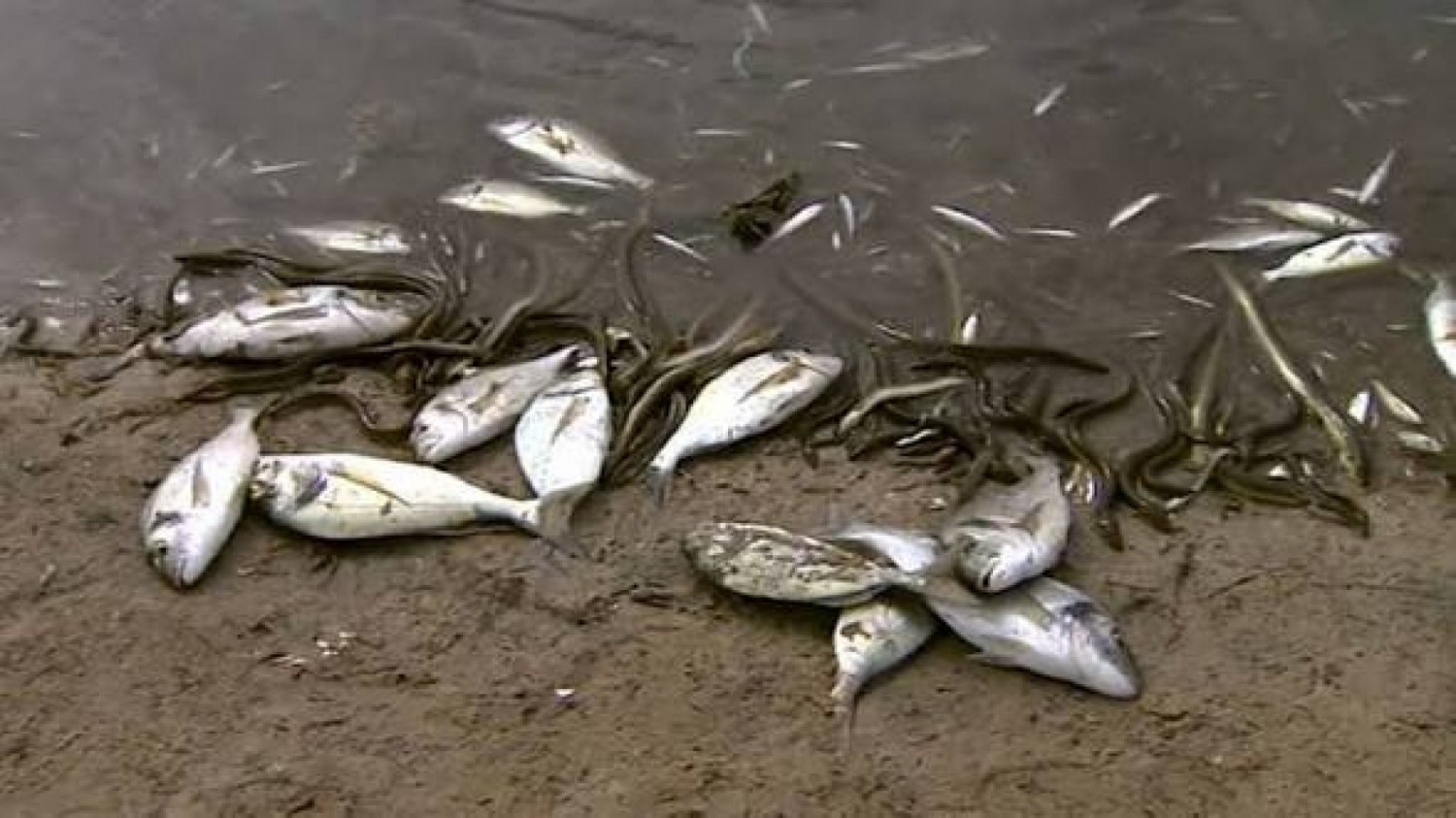 Côte d'Ivoire : Lagune Ébrié, une mystérieuse hécatombe de poissons à Songon-Kassemblé alerte les autorités