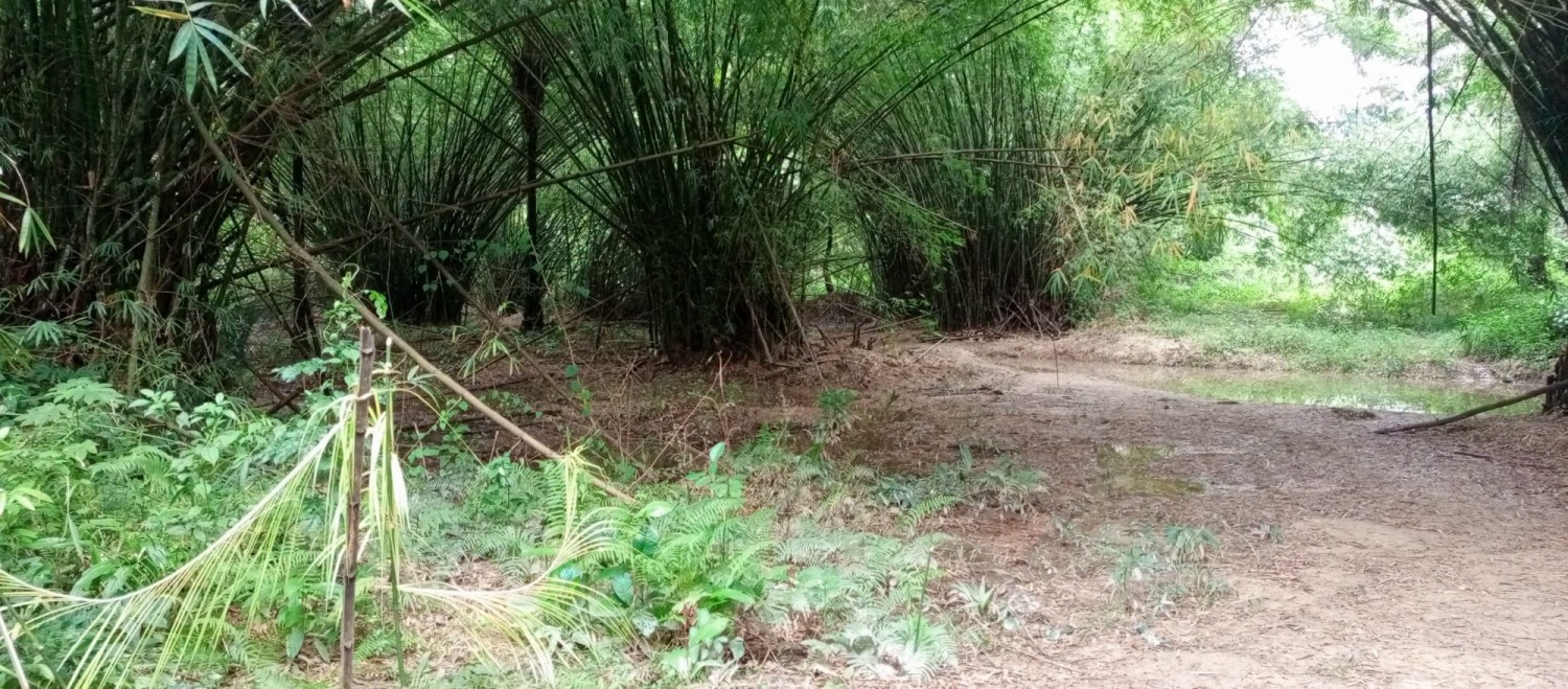 Côte d'Ivoire : Drame à Gbapet (Tabou), trois enfants partis cueillir des champignons retrouvés morts dans un cours d'eau