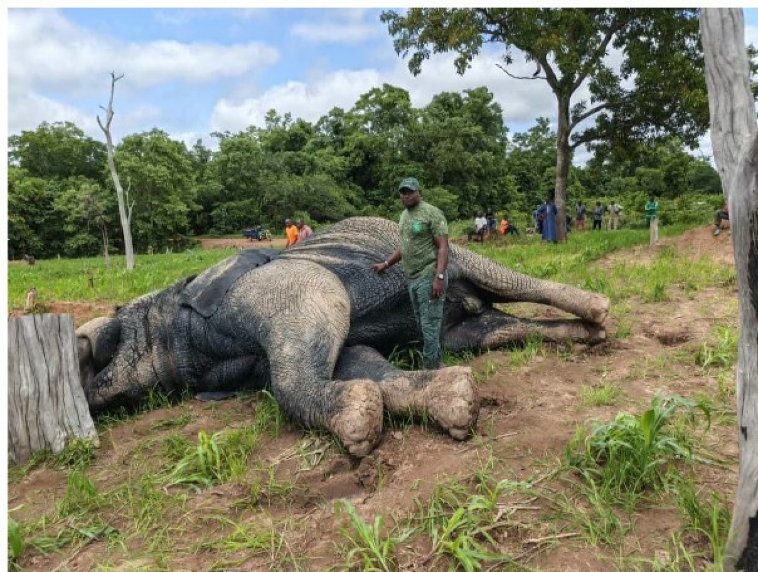 Côte d'Ivoire : M'Bengué, décès accidentel d'un éléphant par électrocution