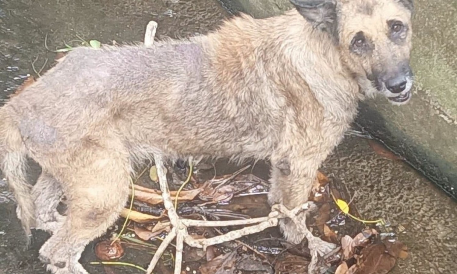 Cameroun : Quand la vie chère pousse la viande de chien et de chat dans les assiettes