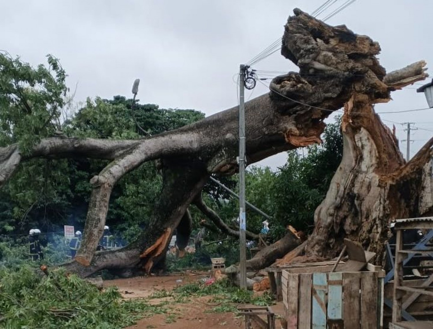 Côte d'Ivoire : Bouaké, le mythique fromager s'effondre et emporte 3 vies