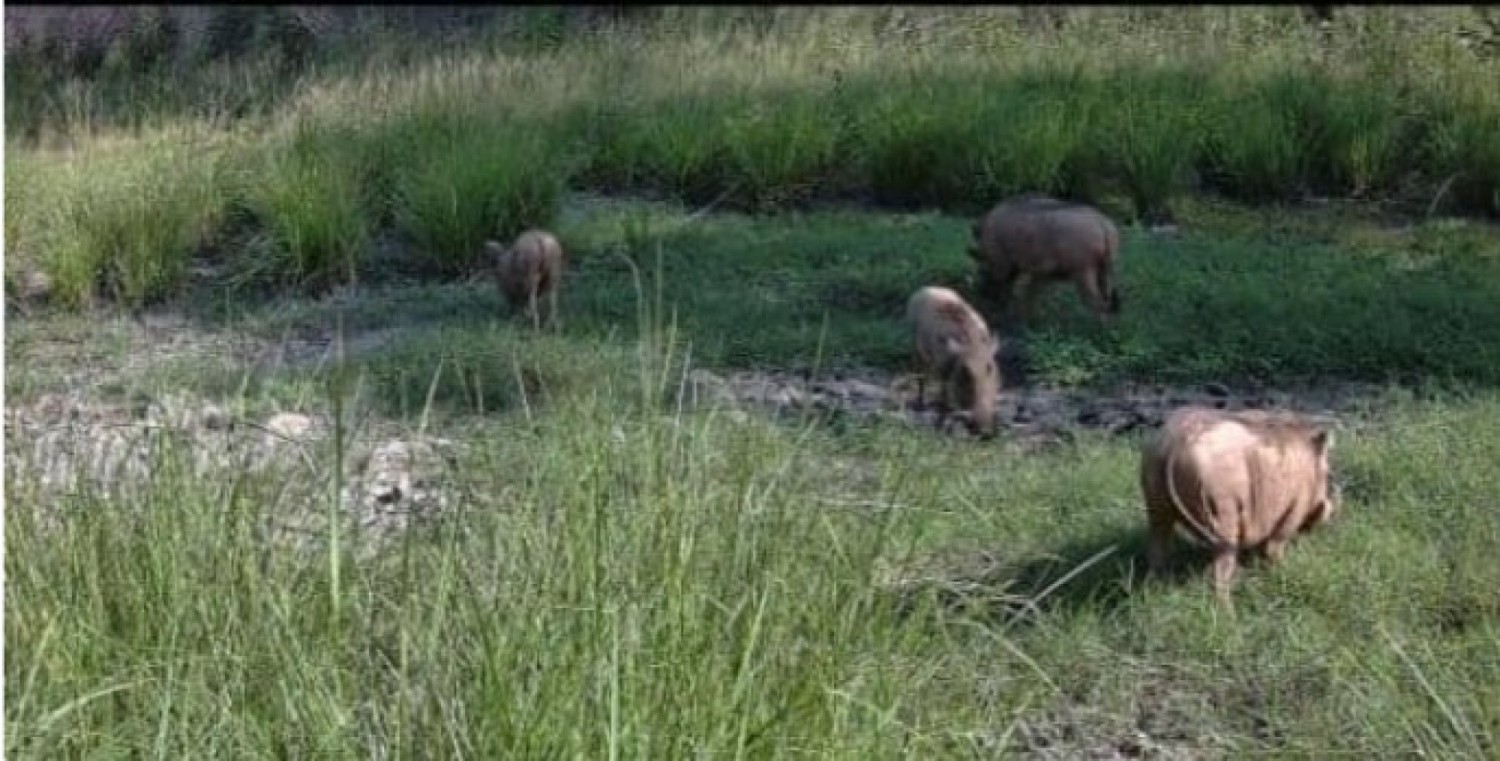 Côte d'Ivoire : Réserve du Haut-Bandama, plusieurs espèces animales recolonisent progressivement leur habitat