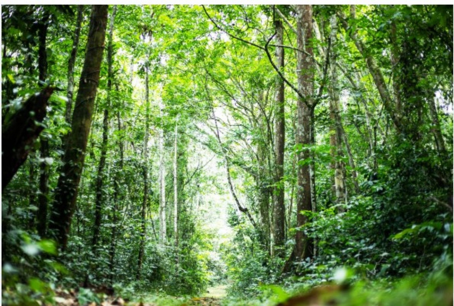 Côte d'Ivoire : Le Ministère lance un recensement national des plantations forestières et agro-forestières pour mieux connaître le potentiel