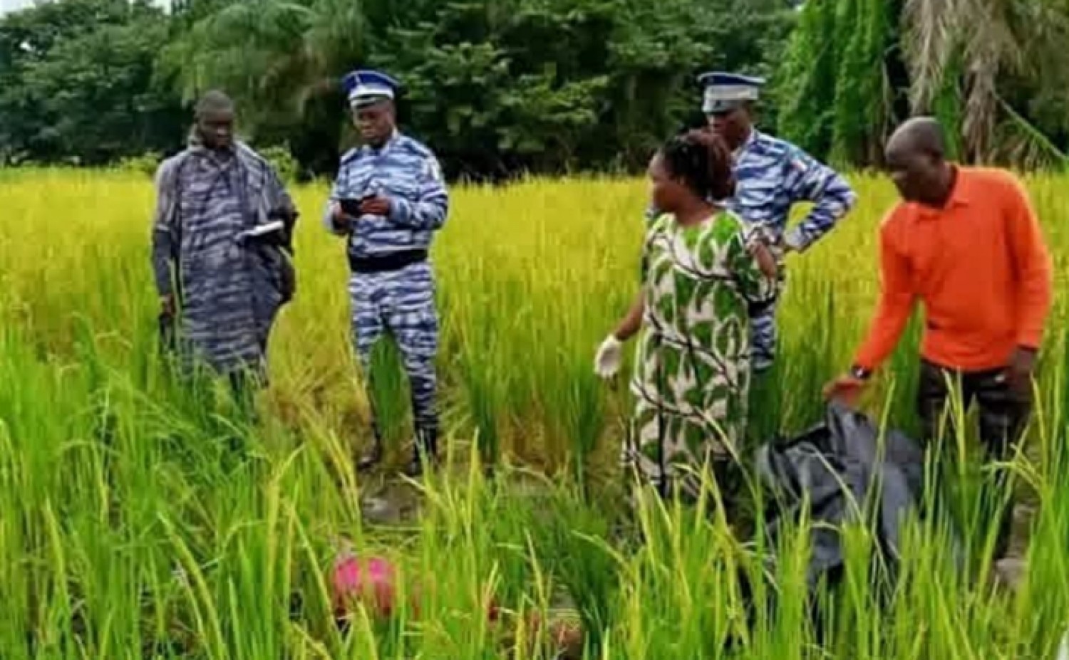 Côte d'Ivoire : Haut-Sassandra, une agricultrice tuée à coups d'arme blanche dans sa rizière, une enquête ouverte