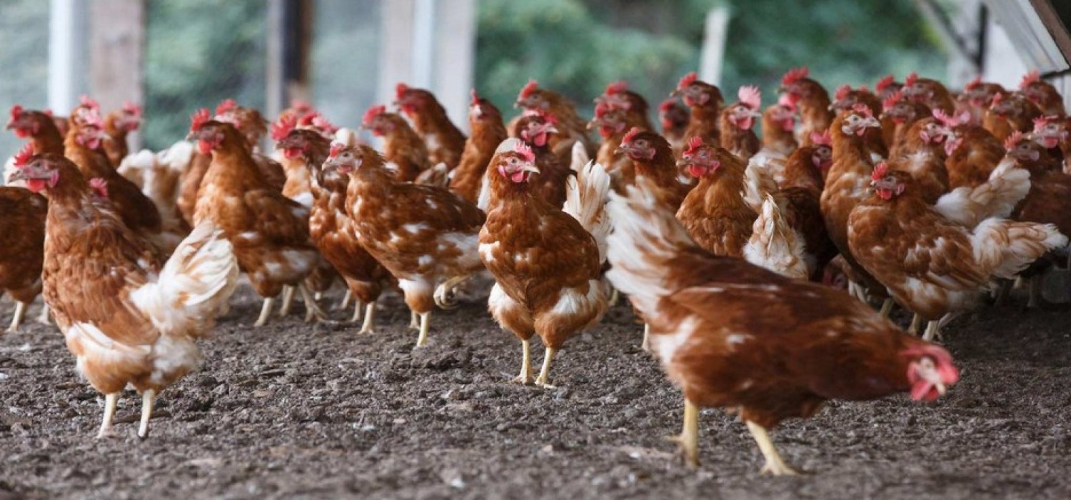 Togo :  Cinq foyers de grippe aviaire détectés, plan de riposte activé