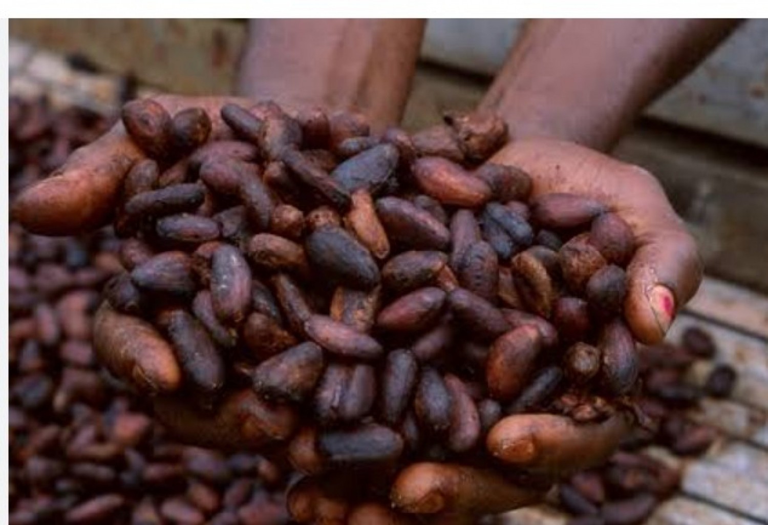 Côte d'Ivoire : Le non écoulement  des fèves de cacao interroge sur l'utilisation des fonds dédiés au programme de rachat des stocks invendus