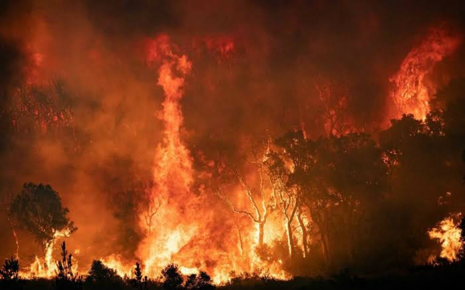 Algérie : Six morts et 150 habitations endommagées par les incendies de forêt