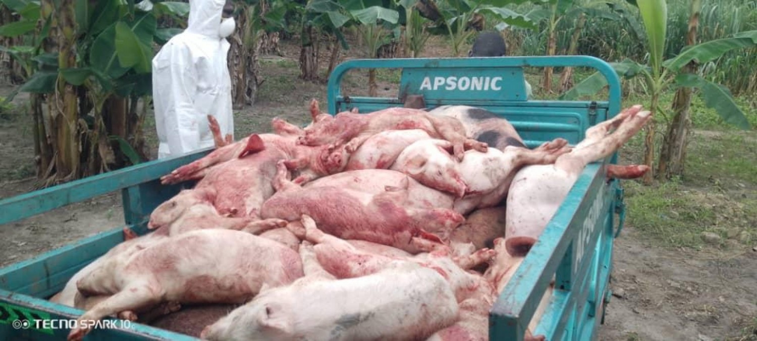 Côte d'Ivoire : Peste porcine africaine dans le Gôh, Charles Blé Goudé perd près de 500 porcs, mais refuse de céder : « cette ferme renaîtra ! »