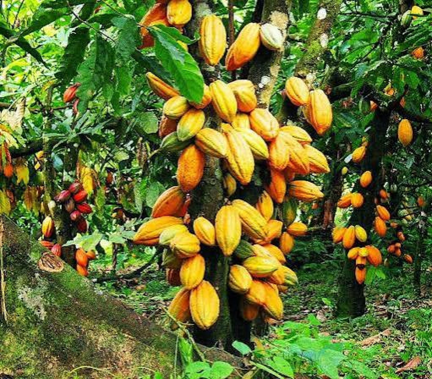 Côte d'Ivoire: Cacao, une découverte 100 % ivoirienne redonne espoir face au Swollen Shoot