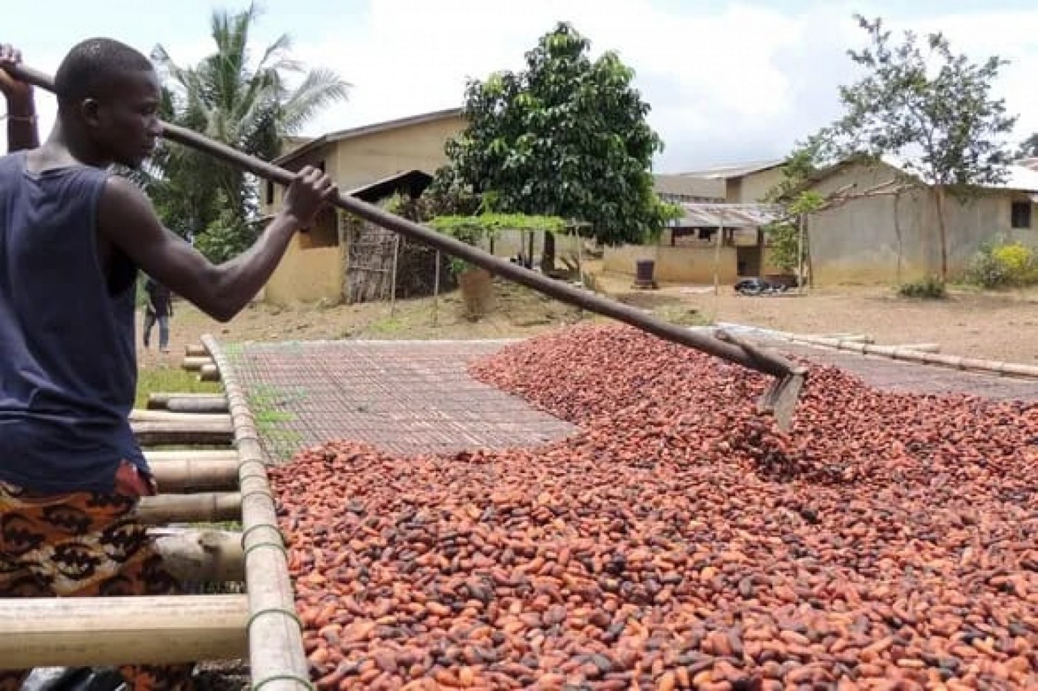 Côte d'Ivoire : Stocks résiduels de cacao, des sociétés coopératives et acheteurs exigent toute la vérité sur les 1 400 coopératives bénéficiaires
