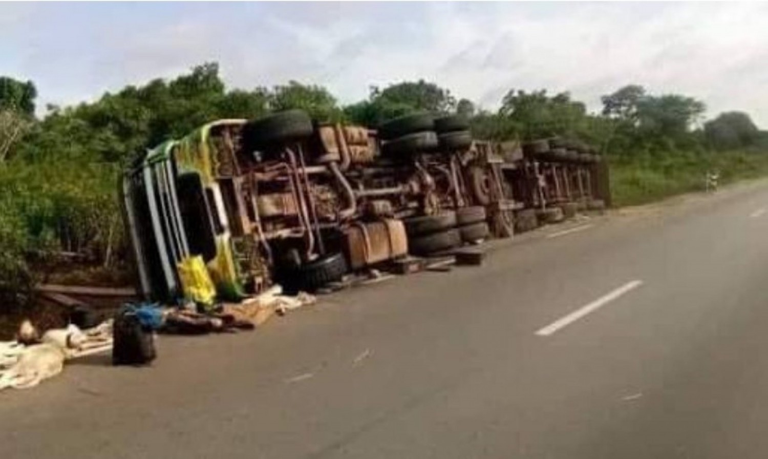 Côte d'Ivoire : Aboisso, un camion remorque transportant un troupeau de bœufs fait une sortie de route, 02 morts