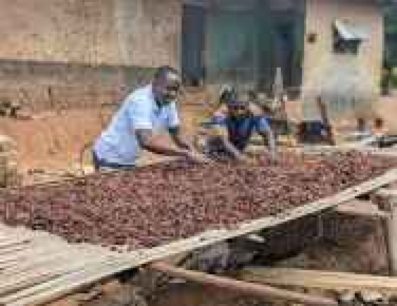 Côte d'Ivoire : Cacao, après le rachat des 100 000 tonnes, l'OIA Café-Cacao sommée de rendre des comptes, l'organisation face à l'épreuve de la transparence