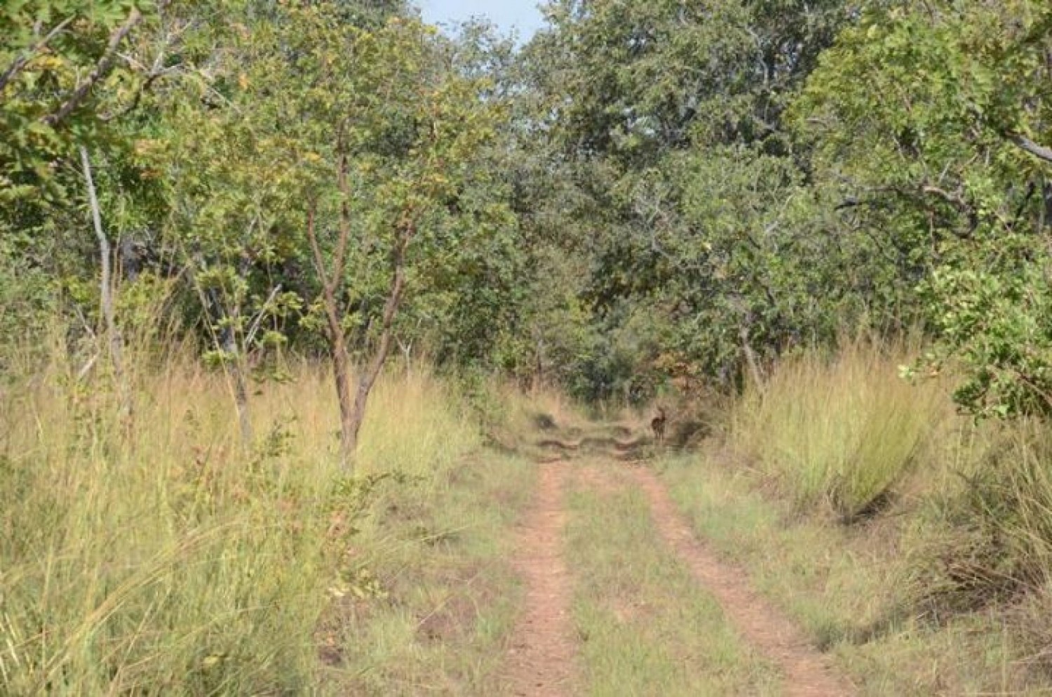 Côte d'Ivoire : Taï, un agriculteur meurt après une morsure de vipère dans une rizière