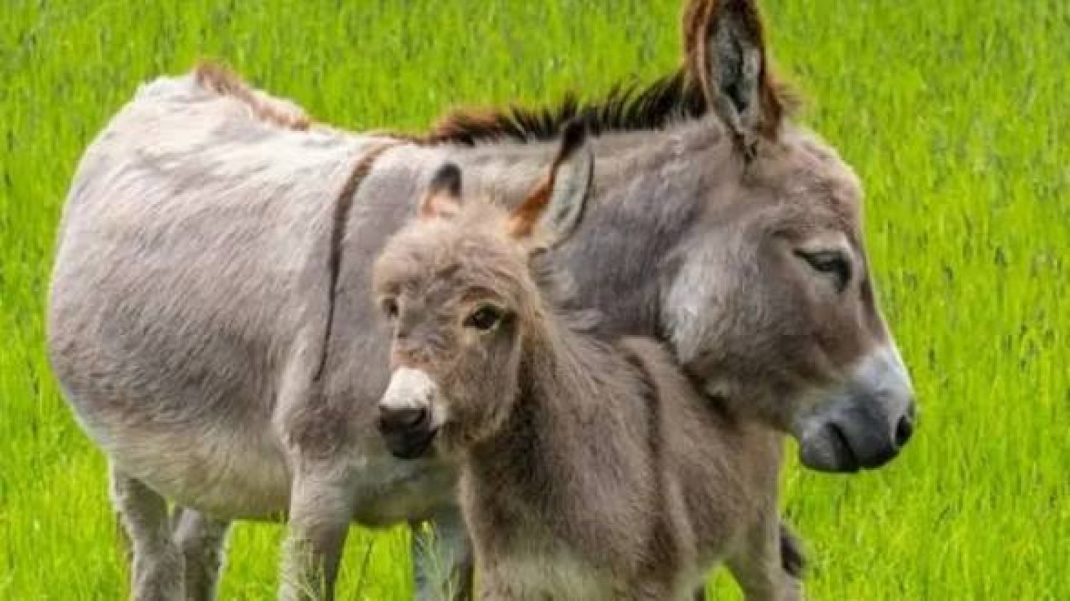 Côte d'Ivoire : 78 ânes interceptés à M'Bengué, un trafic vers le Ghana démantelé par les autorités ivoiriennes