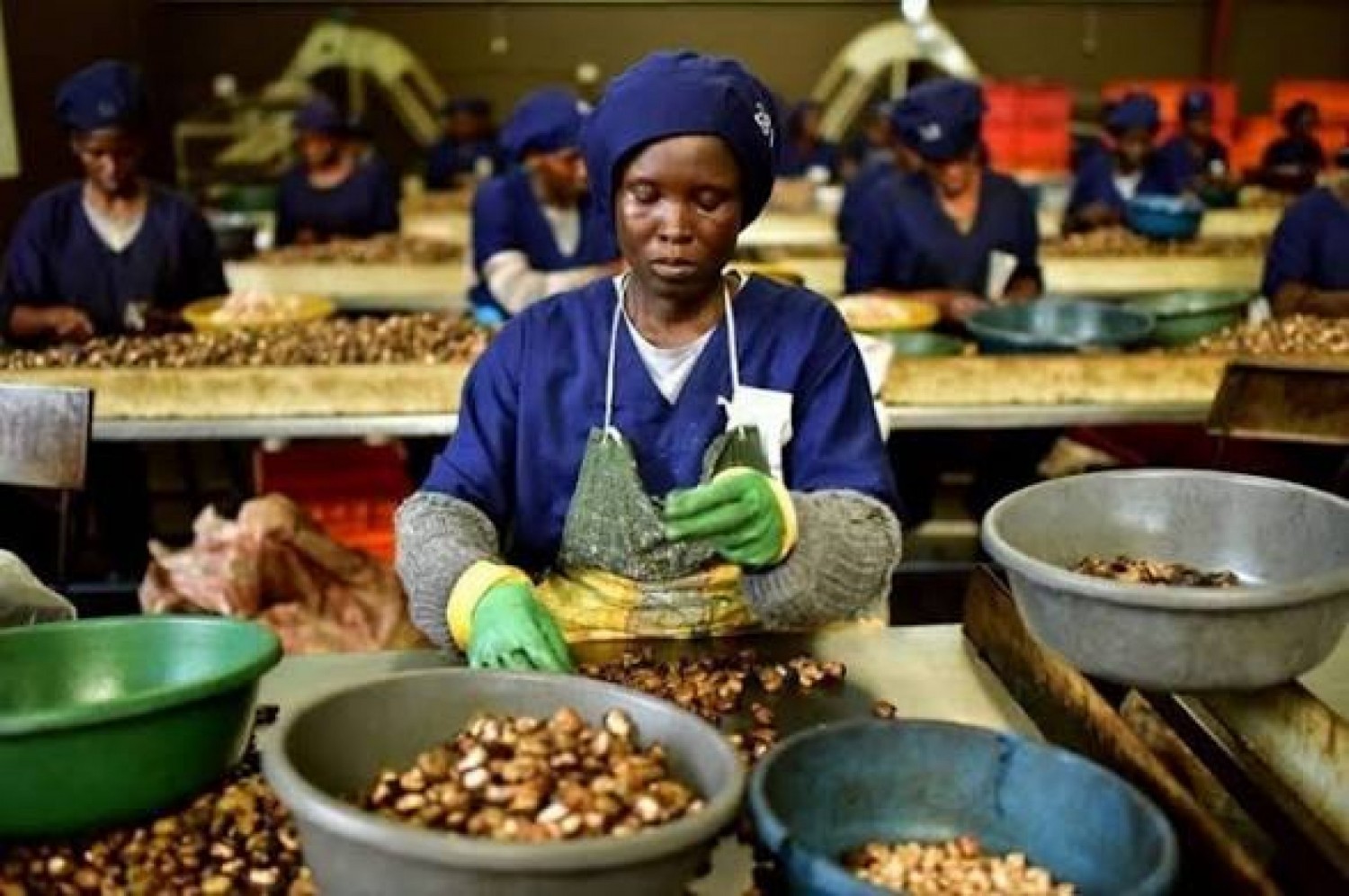 Côte d'Ivoire : Transformation de la noix de cajou, une usine d'une capacité de 15 000 tonnes/an d'un coût et 20 millions de dollars annoncée à Toumodi