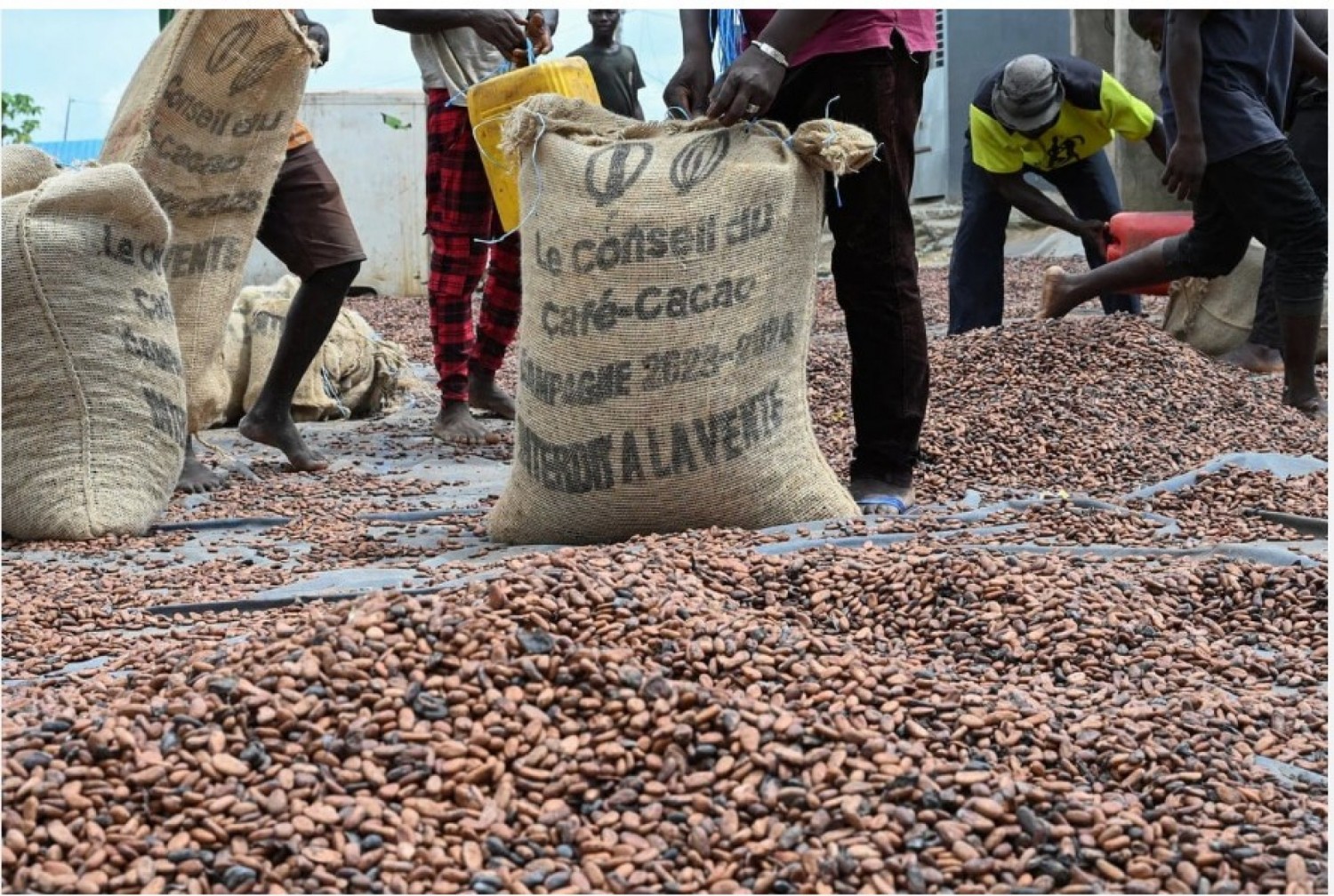 Côte d'Ivoire : Campagne 2026-2027, une enveloppe de 300 milliards FCFA au profit des acteurs de la filière café-cacao