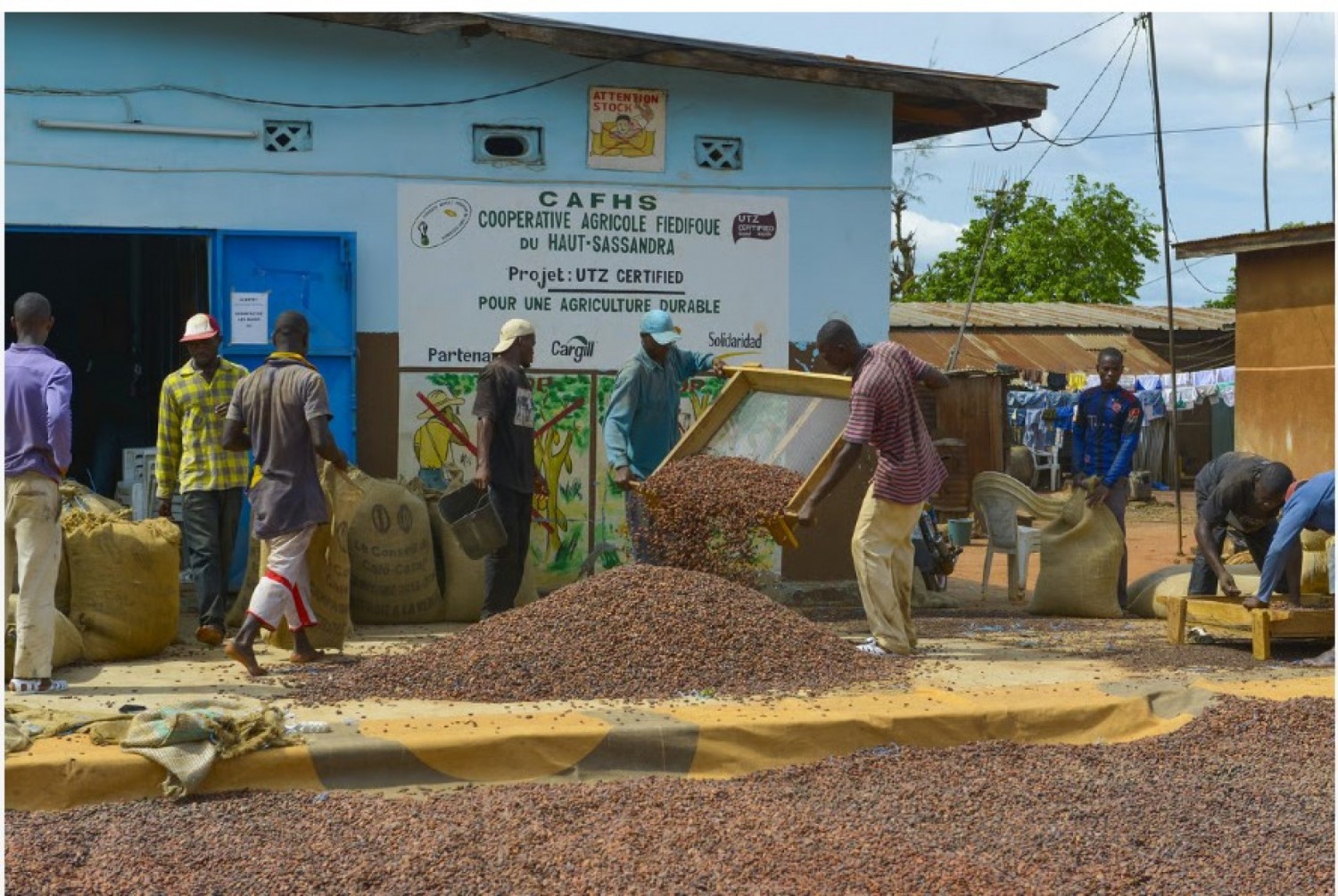 Côte d'Ivoire : Campagne Café-Cacao 2026-2027, 70 sociétés commerciales et 37 coopératives agrées en qualité d'exportateurs