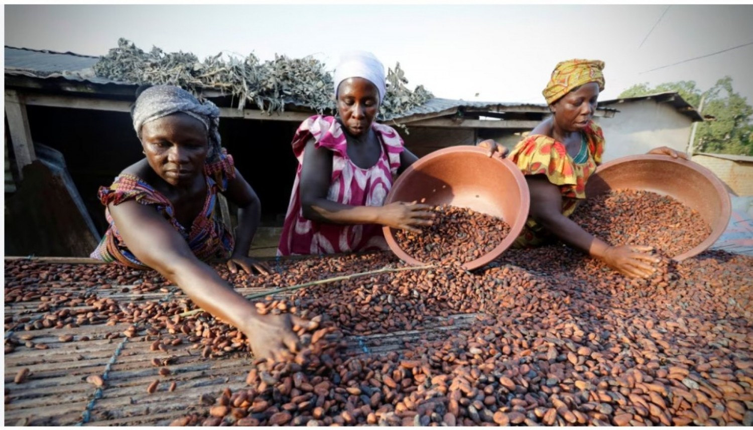 Côte d'Ivoire : Campagne Café-Cacao 2026-2027, les prix seront dévoilés mardi 1er septembre