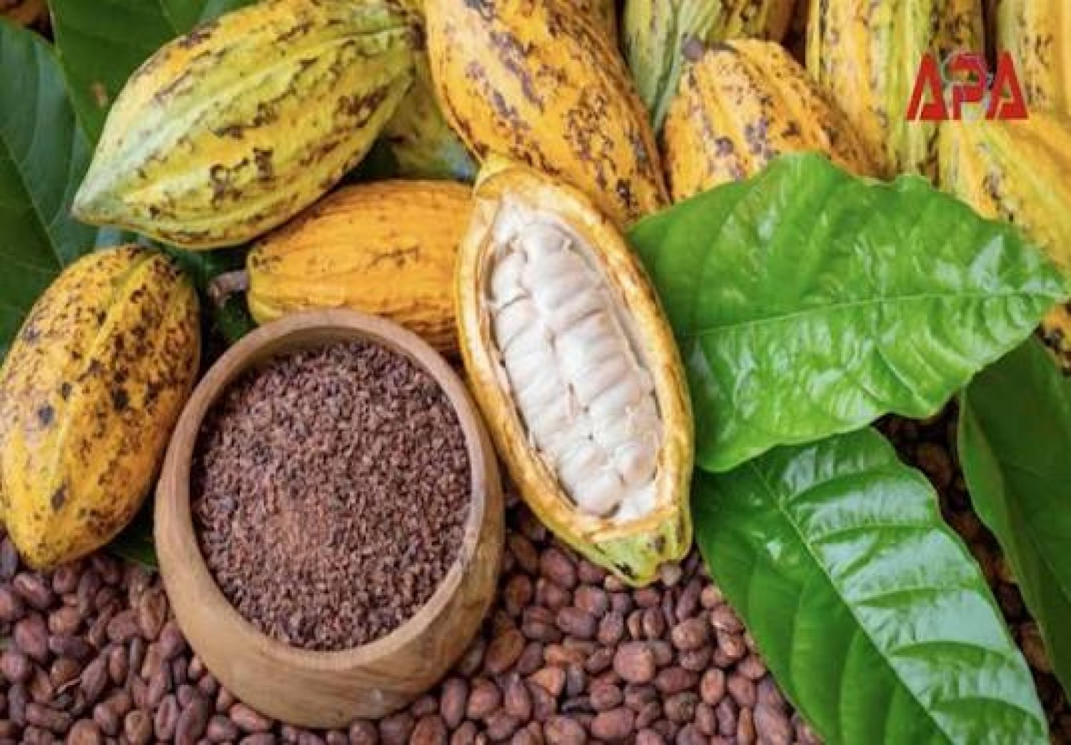 Côte d'Ivoire : Cacao, le kilo pourrait passer à 1 000 FCFA pour la campagne 2026-2027, le gouvernement entre prudence et pression des producteurs