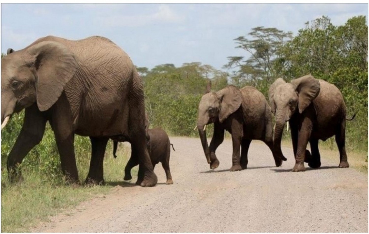 Côte d'Ivoire : Sassandra, la présence récurrente d'éléphants a des conséquences sur les activités agricoles et des risques de conflits avec les populations