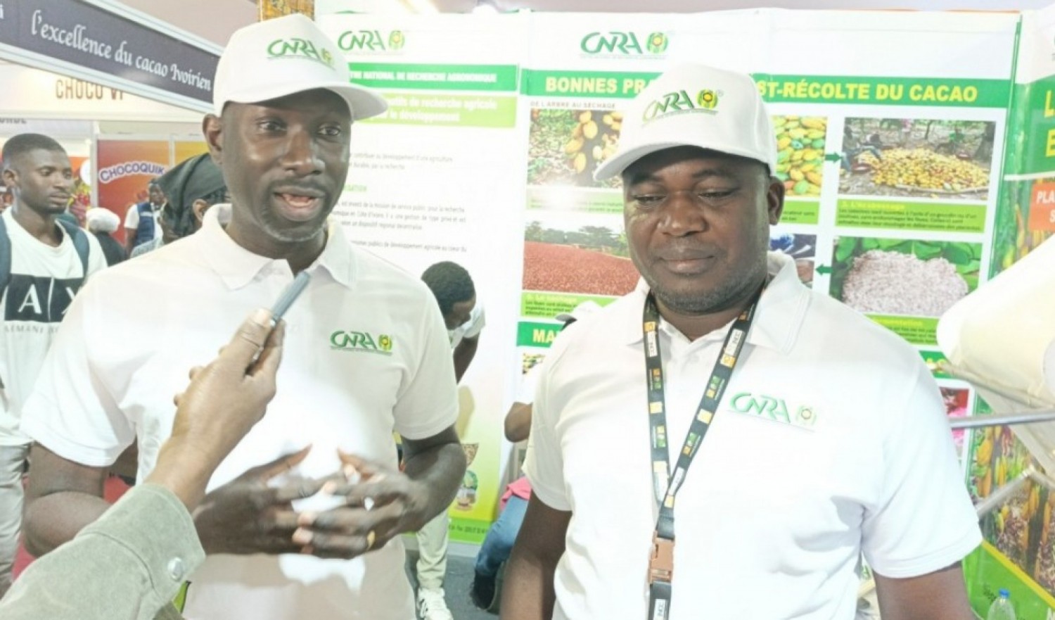 Côte d'Ivoire : Cacao, face au swollen shoot, le CNRA sort l'artillerie scientifique pour sécuriser les vergers menacés et booster les rendements