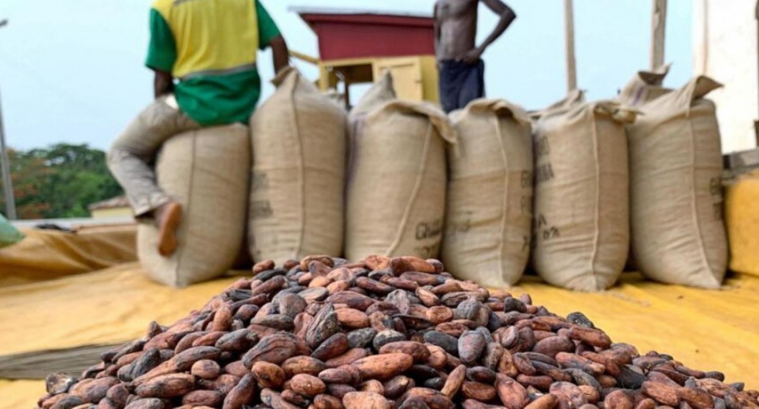Côte d'Ivoire : Cacao, 1 200 F CFA/kg, entre prix garanti et cours mondiaux, ce que gagnent les producteurs