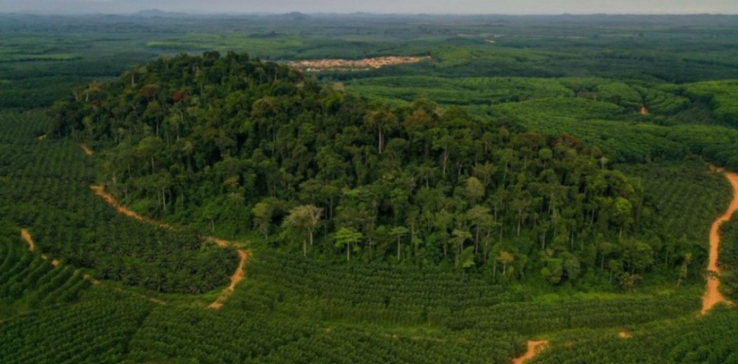 Côte d'Ivoire : La SOGB franchit une étape majeure pour la préservation de la biodiversité avec le classement de 3 512 hectares en Réserve Naturelle Volontaire