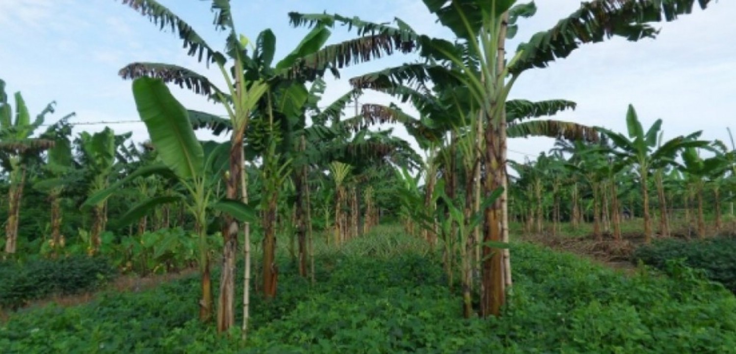 Cameroun–BID : 27,4 milliards FCFA pour le développement rural intégré du Dja