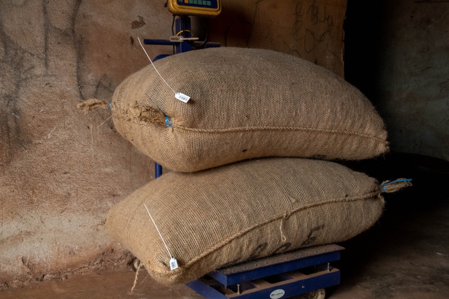 Côte d'Ivoire : 38 000 producteurs déjà engagés dans le nouveau système de traçabilité du cacao