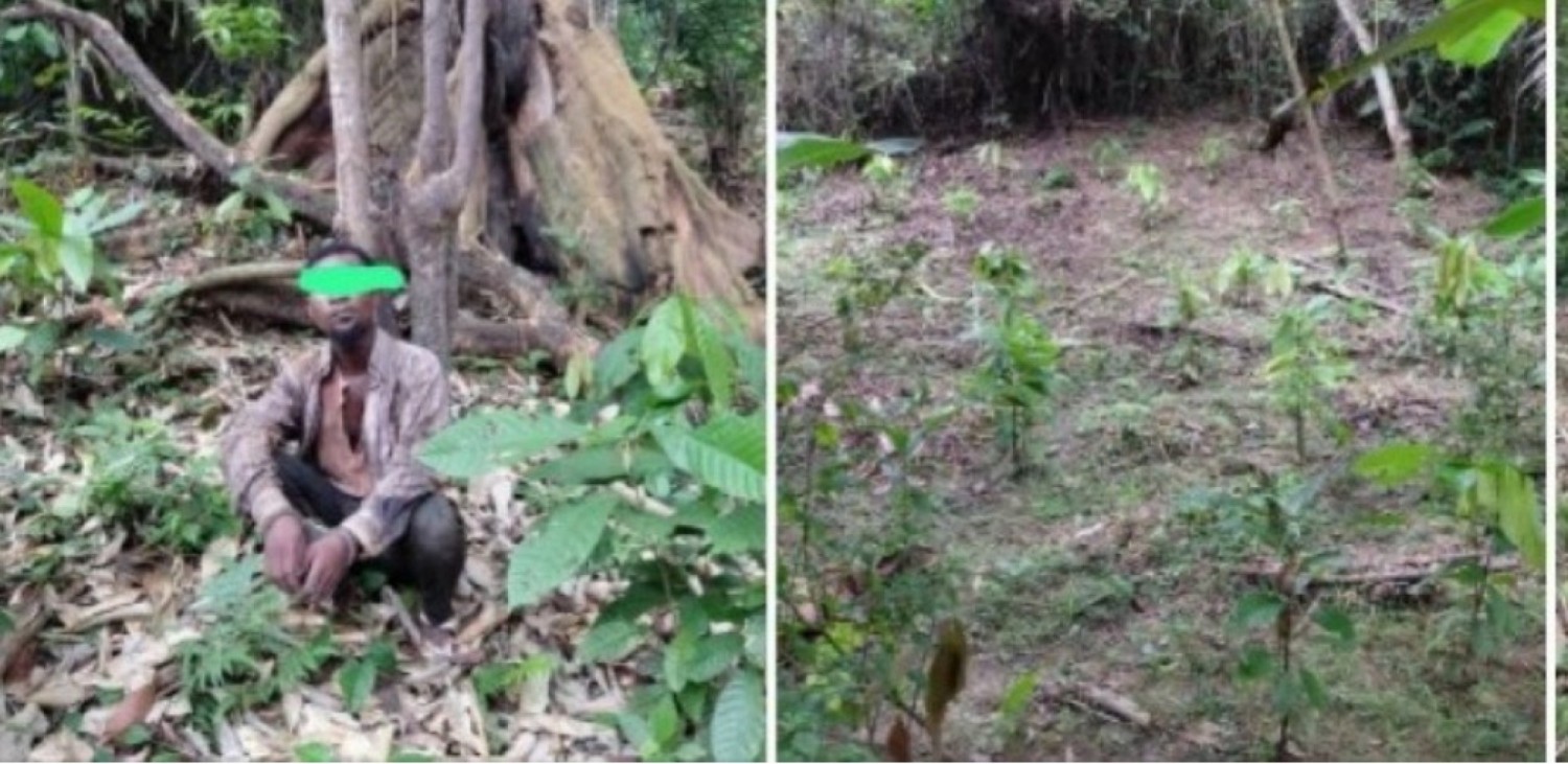 Côte d'Ivoire : Forêt Classée de Rasso (Agboville), un réseau de vente illégale de terres démantelé