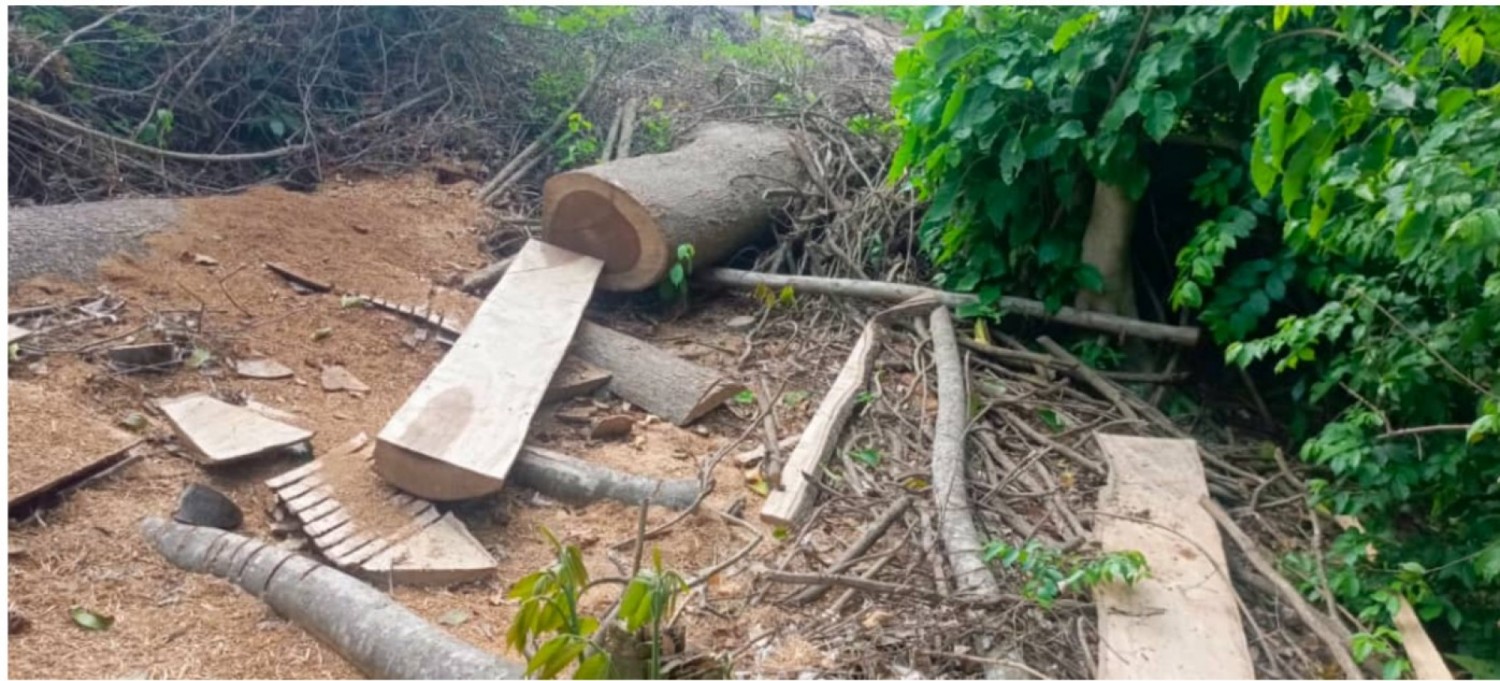 Côte d'Ivoire : Sciage à façon, des « fossoyeurs » appréhendés dans la forêt classée de Séguéla