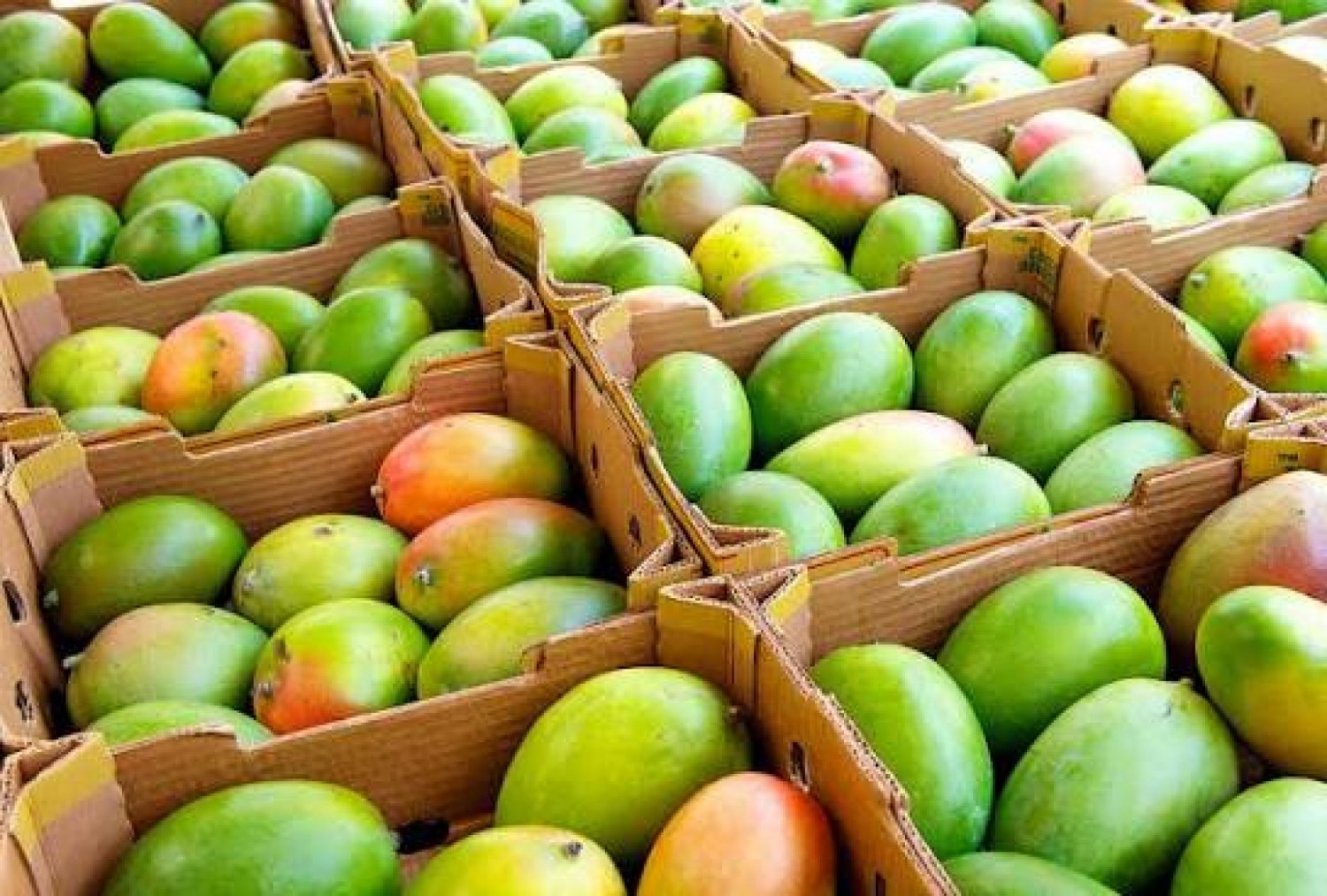 Côte d'Ivoire : La filière mangue intègre le dispositif de régulation du coton et de l'anacarde