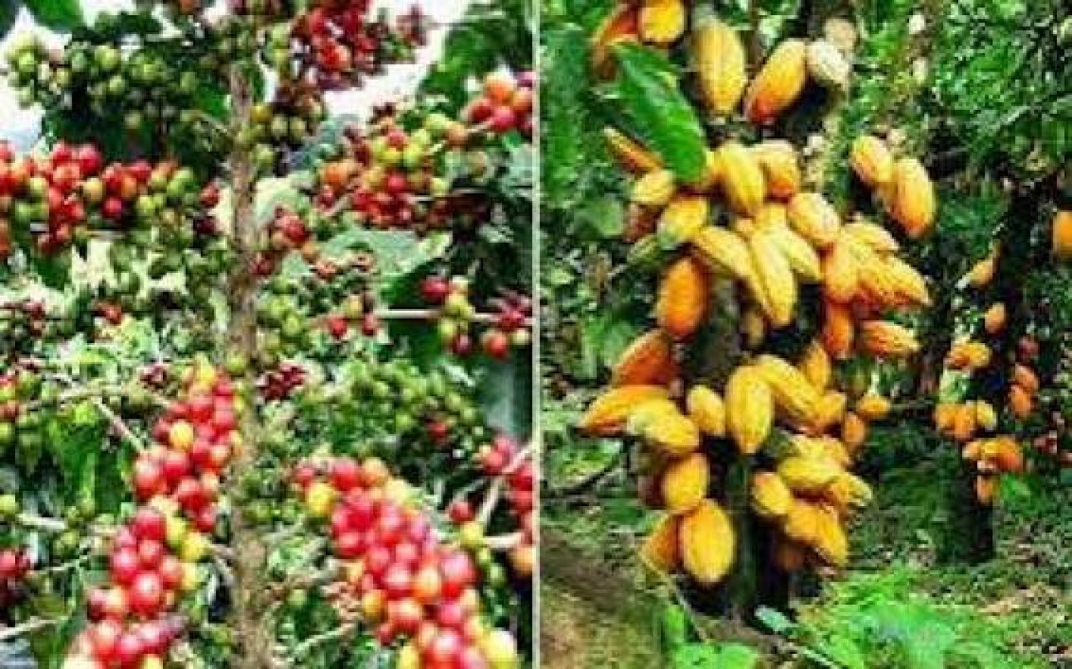 Côte d'Ivoire : Café-cacao, 621 coopératives diagnostiquées dans le Cavally et le Guémon