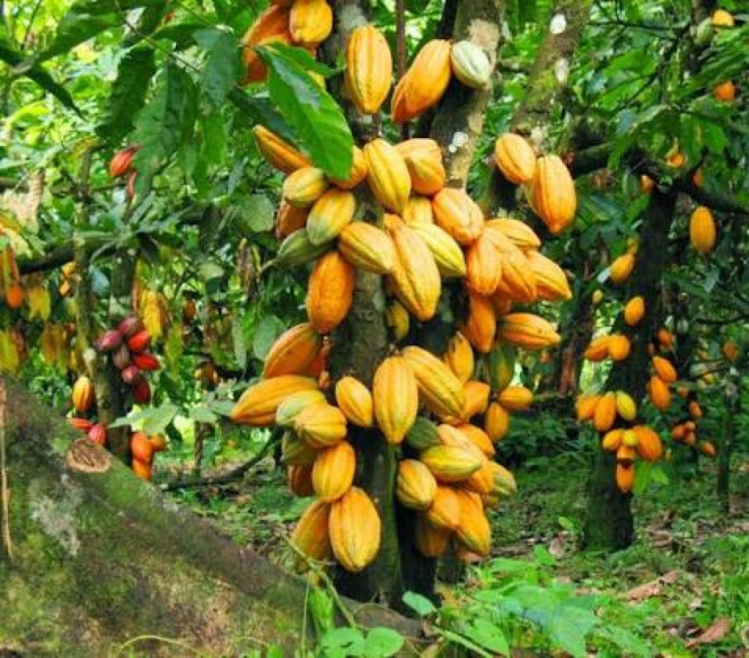 Côte d'Ivoire : Café-Cacao, le Gouvernement lance un nouvel institut de recherche de pointe à Divo
