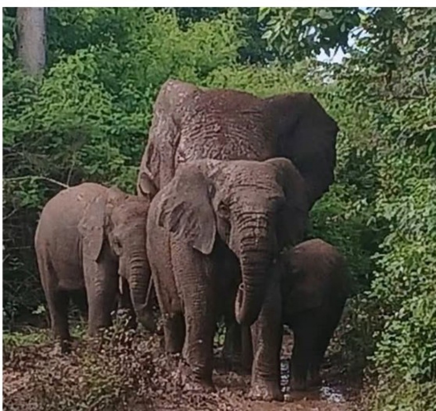 Côte d'Ivoire : L'éléphant, emblème national devenu une menace pour l'humain, règles de sécurité à suivre