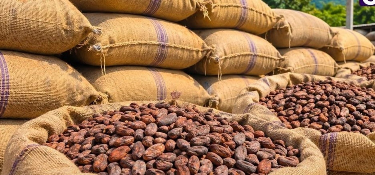 Ghana : Relèvement du prix d'achat du cacao pour la campagne 2026-2027