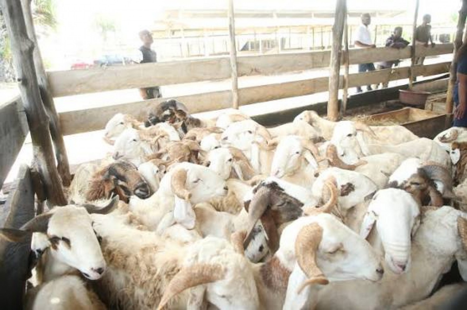 Côte d'Ivoire : Identification du bétail, attaqué sur sa convention avec Vet'tronic, le MIRAH contre-attaque et promet que les données resteront sous contrôle ivoirien