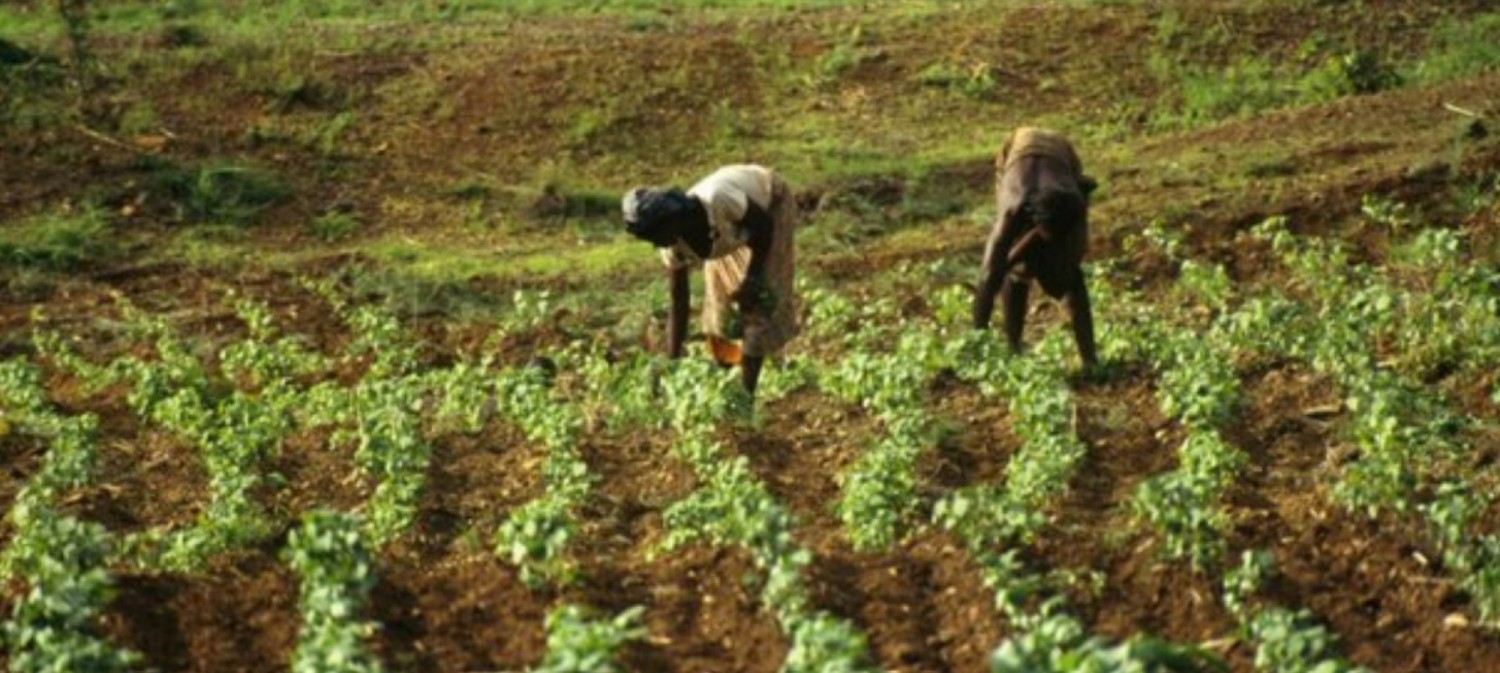 Burkina Faso : l'exportation de la farine de mil, maïs et sorgho suspendue jusqu'à nouvel ordre