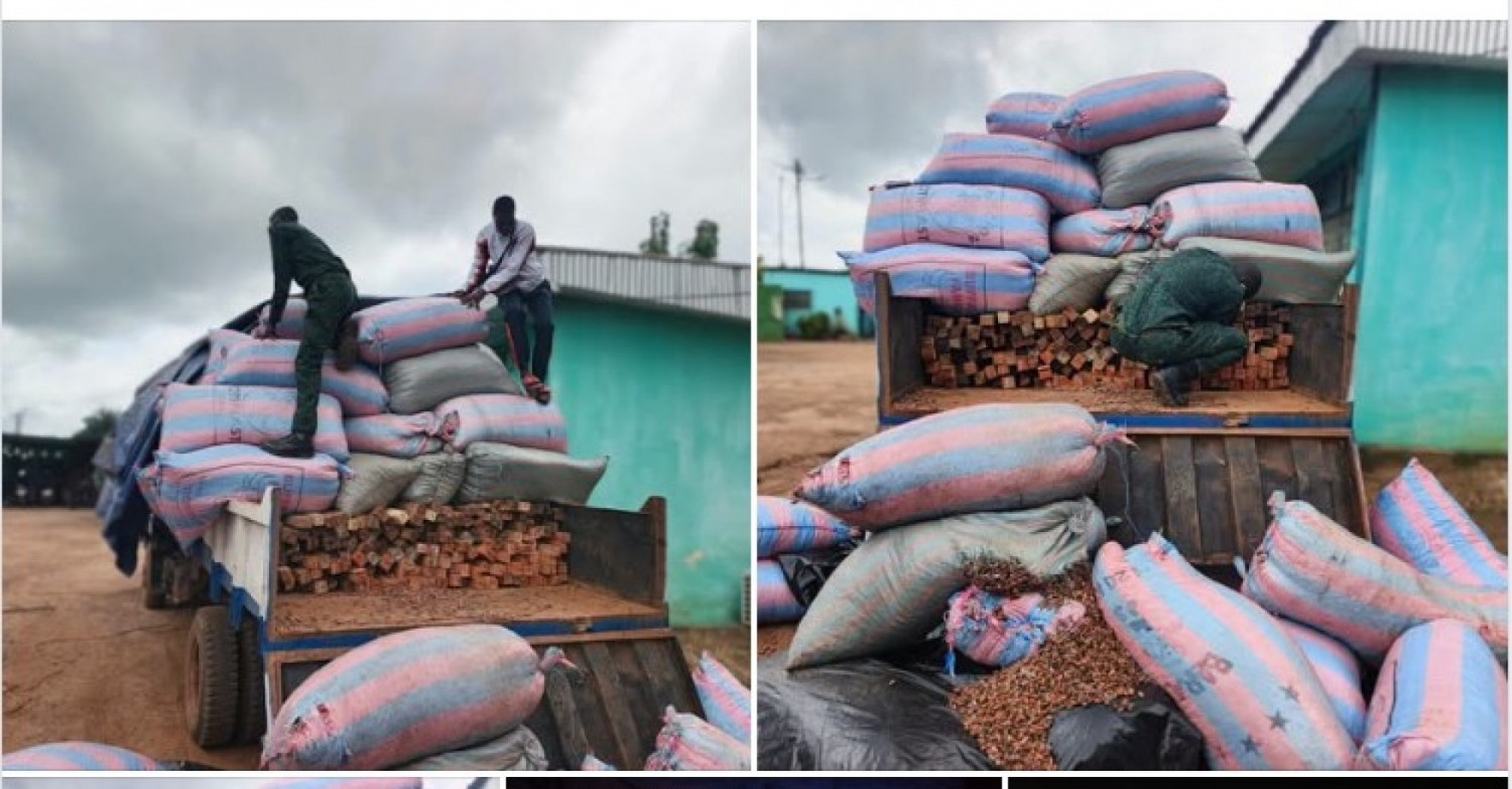 Côte d'Ivoire : Sciage à façon, saisie de 02 véhicules transportant des bois dissimulés sous des sacs de cacao
