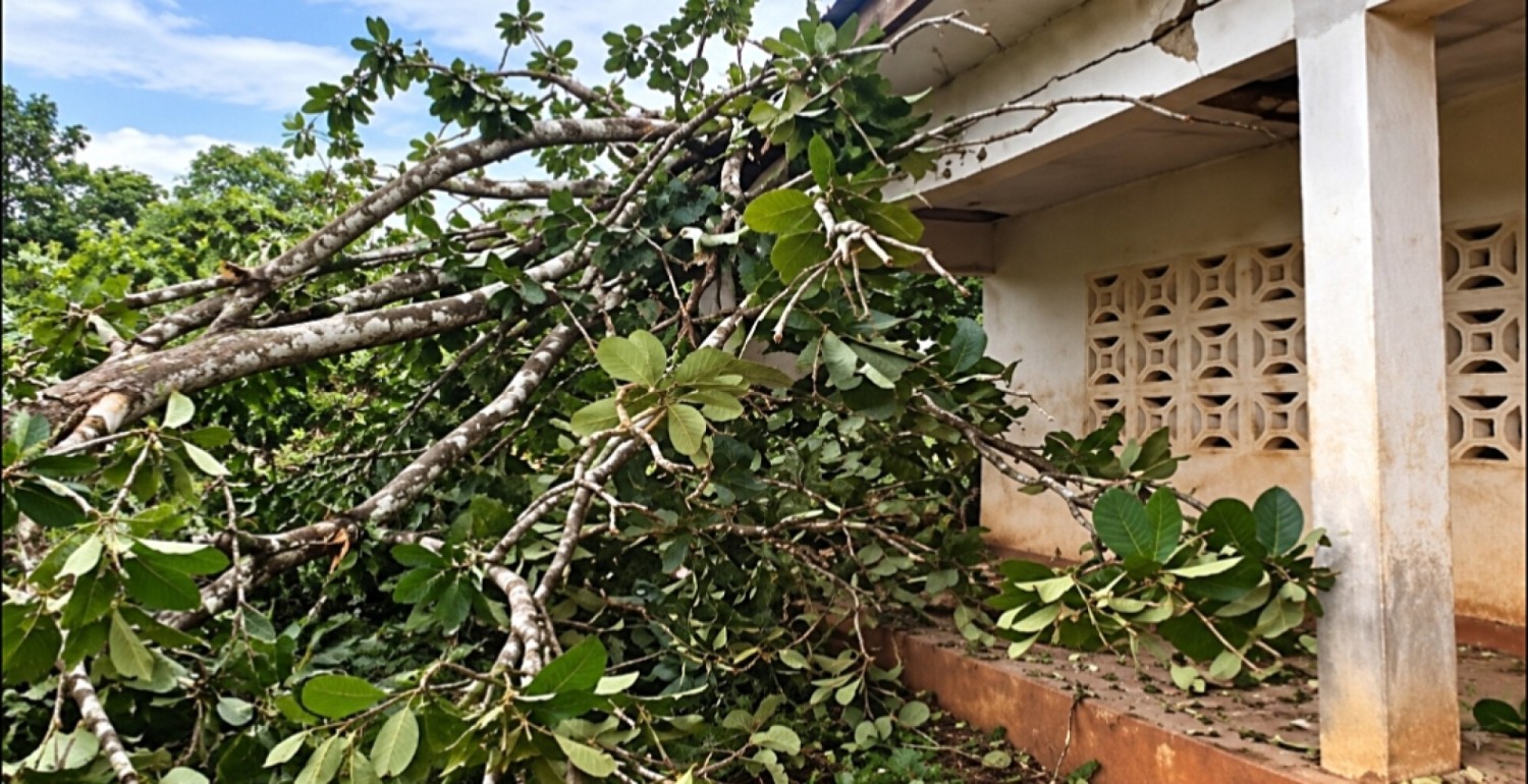 Côte d'Ivoire : Tornade à Zonneu, un teck écrase l'école, les élèves sans salle de classe appellent à l'aide