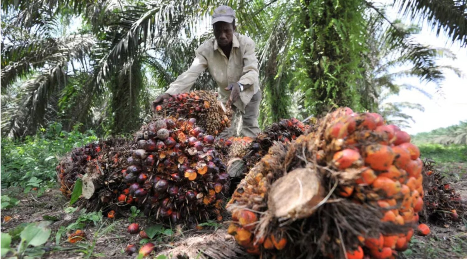 Côte d'Ivoire : Dans la filière huile de palme, 30 000 planteurs bénéficient annuellement de 90 milliards FCFA
