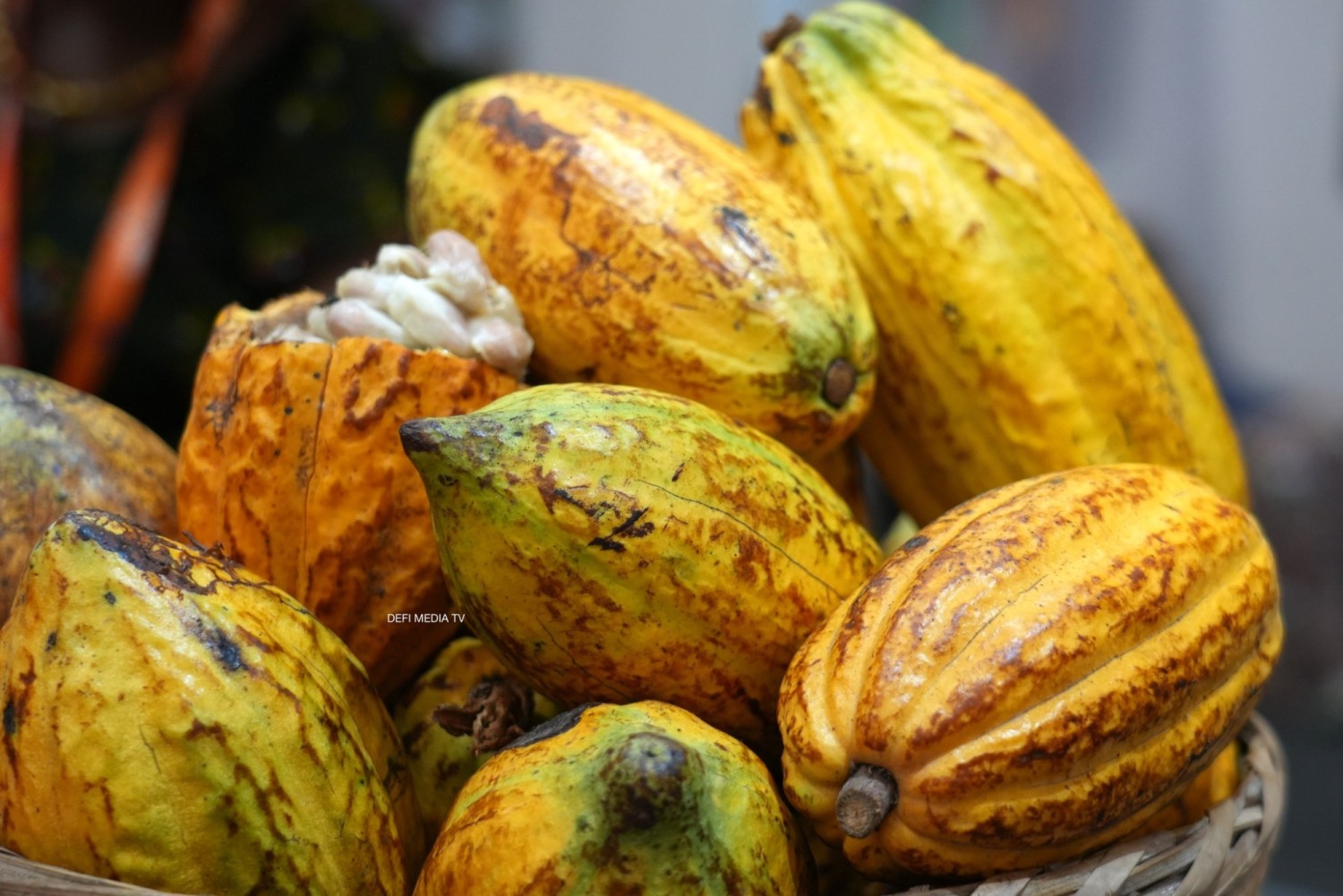 Côte d'Ivoire : Filière café-cacao, soupçons de transactions financières, Thibault Yoro suspendu par l'OIA, le Conseil d'administration saisi le 3 novembre