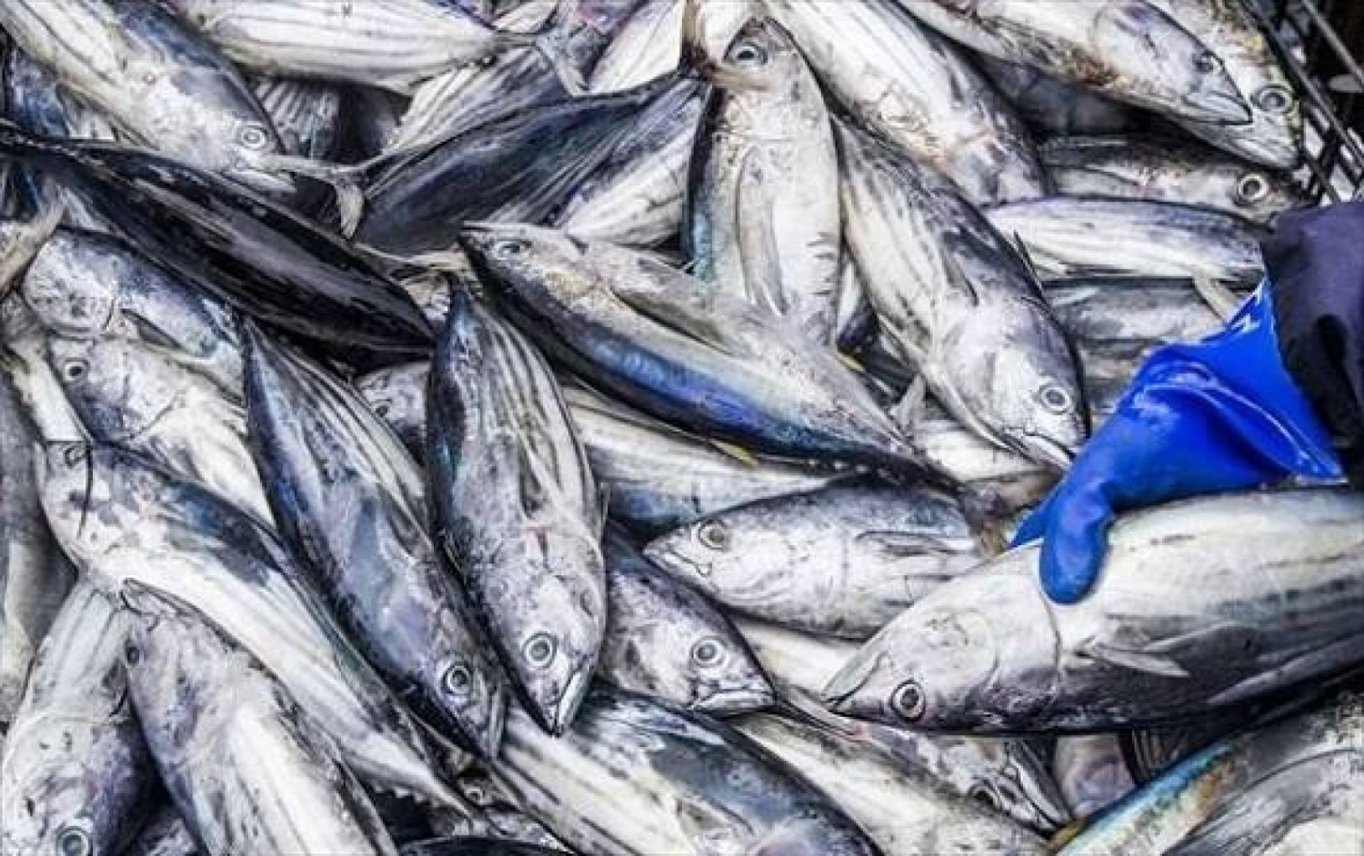 Côte d'Ivoire : Poisson cher, gouvernance contestée, l'UMAG-CI interpelle Ouattara et dénonce une crise aux lourdes conséquences