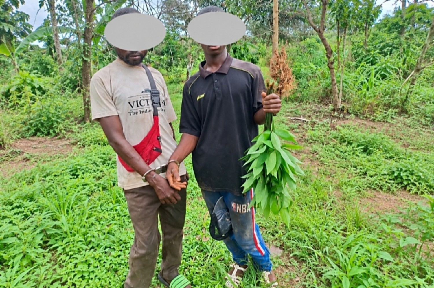 Côte d'Ivoire : Mont Kourabahi, deux défricheurs pris la main dans le sac sur le fait et les envoyés en prison