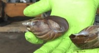 Côte d'Ivoire : Les escargots de nos braisés ou de nos sauces cla...